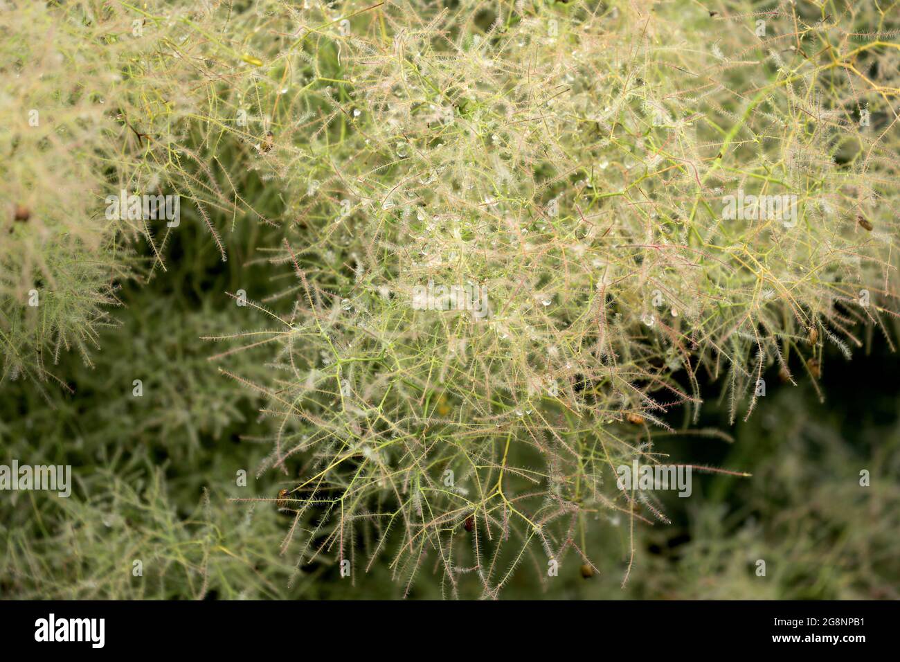 Perücke Strauch Strauch in einem Garten Stockfoto