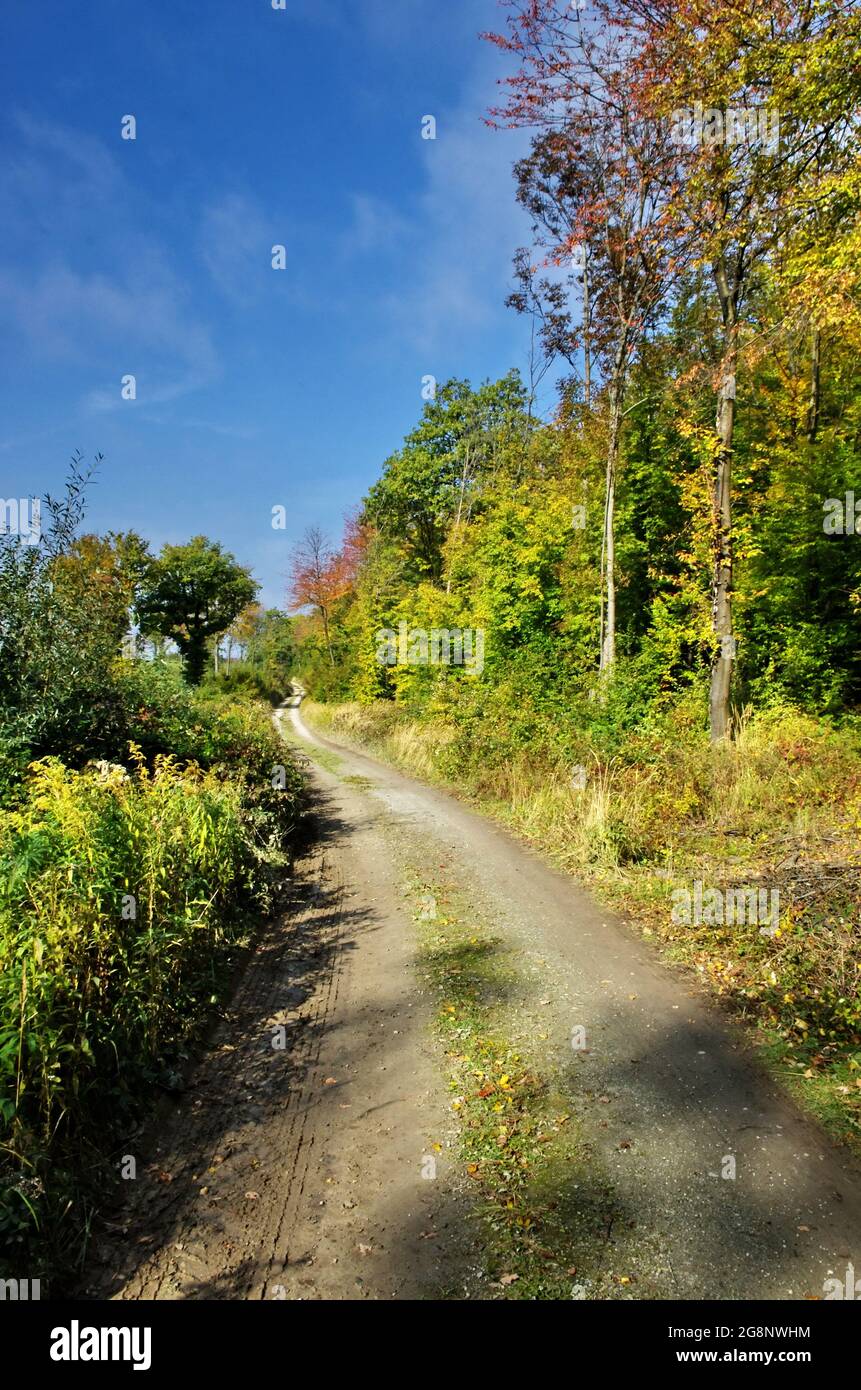 Naturhintergrund mit Pfad, Bäumen und blauem Himmel. Herbst Natur Spaziergang im Freien schöne Baumlandschaft, Österreich Reisen. Stockfoto