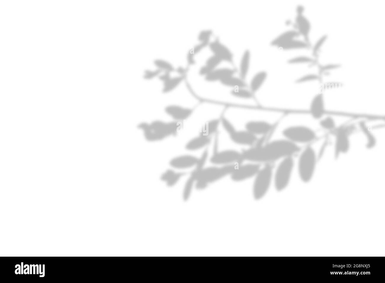 Abstrakt verschwommen mit natürlichen Blättern und Schatten auf weißem Hintergrund. Stockfoto