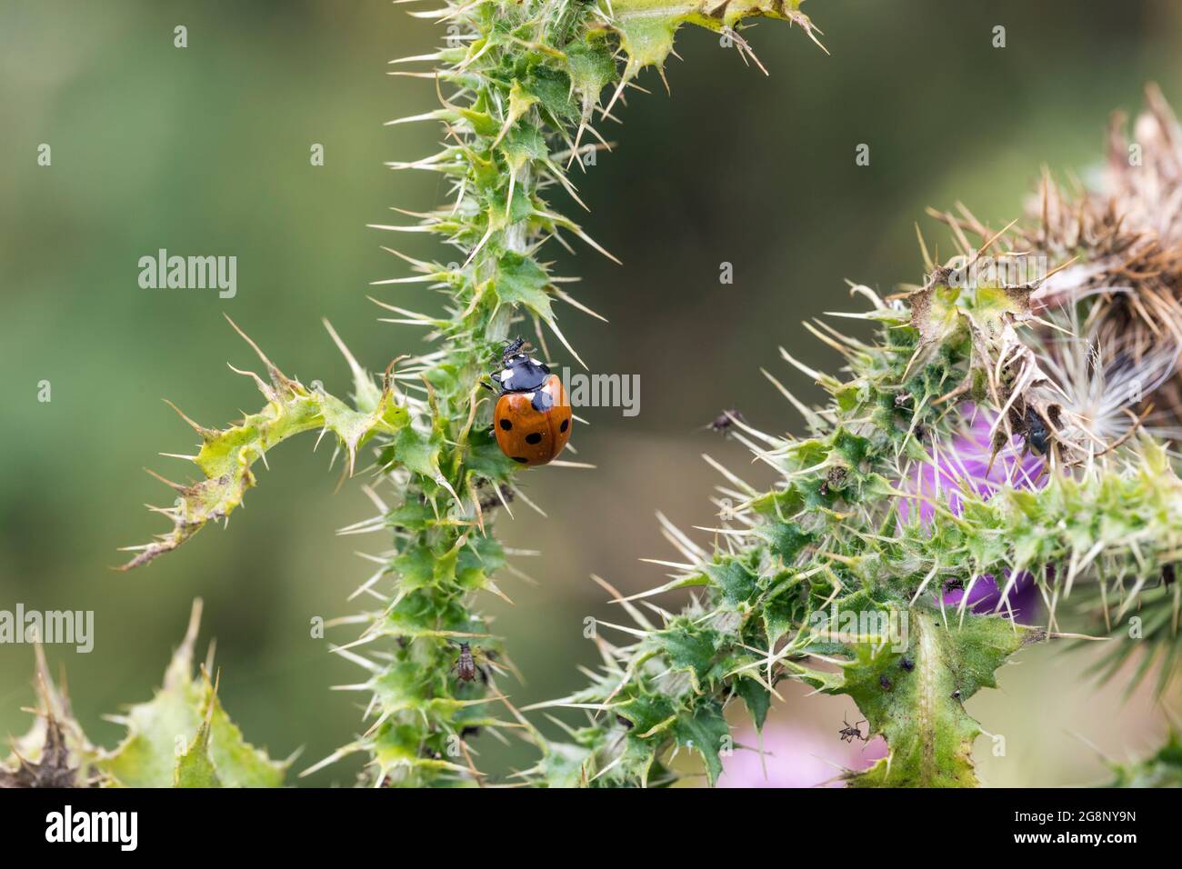 Marienkäfer; Coccinella 7-punctata; Blattläuse fressen; Großbritannien Stockfoto