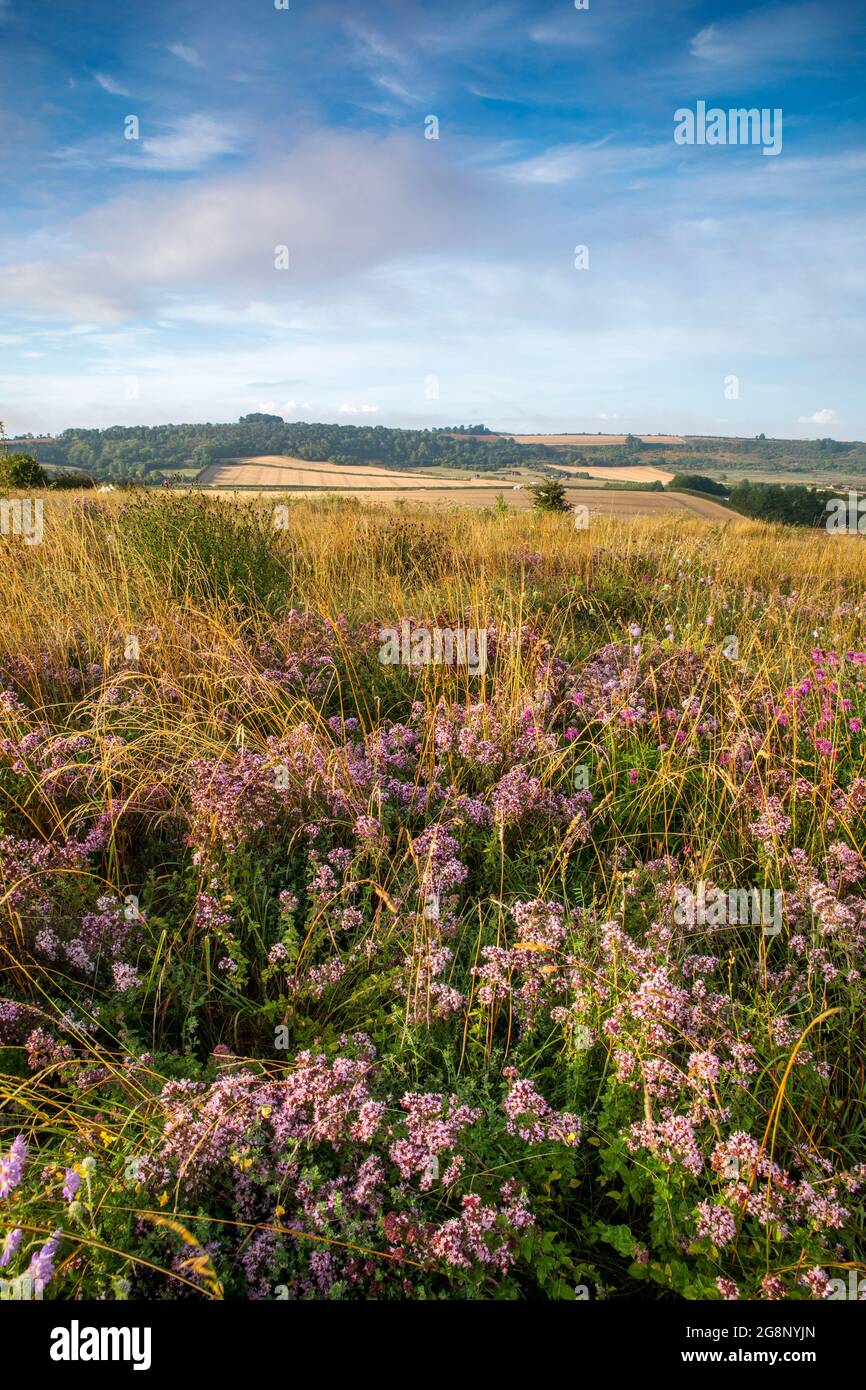 Wilder Majoran; Origanum vulgare; Magdalen Hill Down; Hampshire; Großbritannien Stockfoto