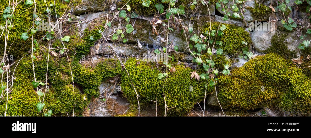 Breites Panorama einer alten Natursteinmauer mit bedeckt Grünes und braunes Moos und Efeu für natürlichen Hintergrund Stockfoto