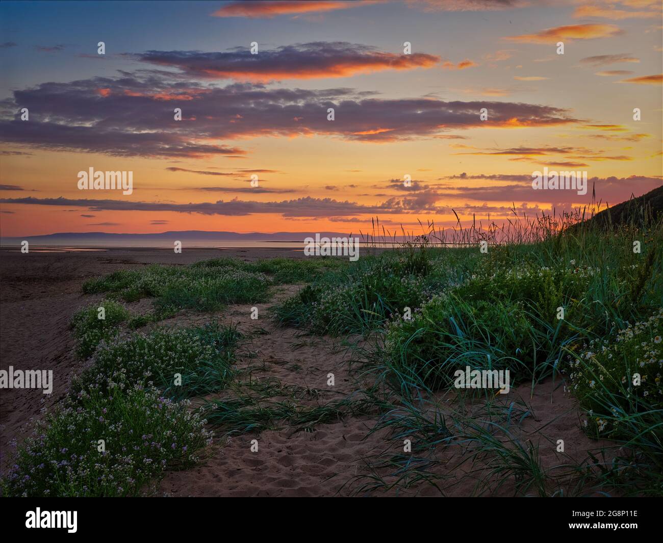 Marrammgras, Sandcouch & Burnett Rose in den Dünen, wo Pow Burn in den Firth of Clyde mündet. Das Foto wurde mit Sonnenuntergang über dem Strand von Troon aufgenommen Stockfoto