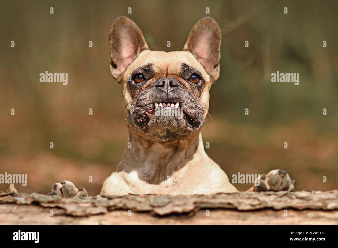 Lustiger französischer Bulldogge Hund mit Überbiss, der Zähne zeigt, die über einen gefallenen Baumstamm blicken Stockfoto