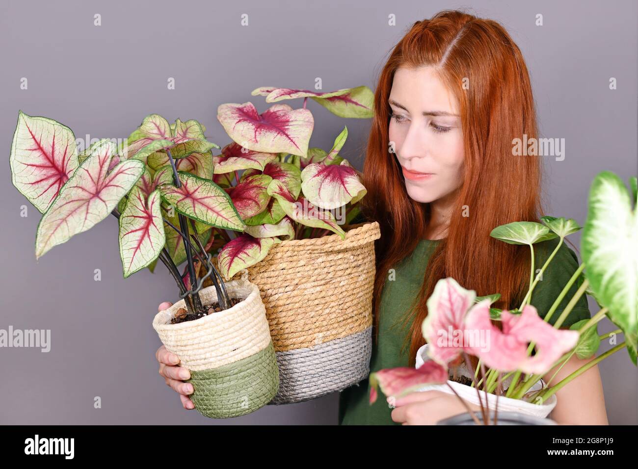 Frau mit rotem Haar, die viele tropische Caladium-Zimmerpflanzen in Blumentöpfen hält Stockfoto
