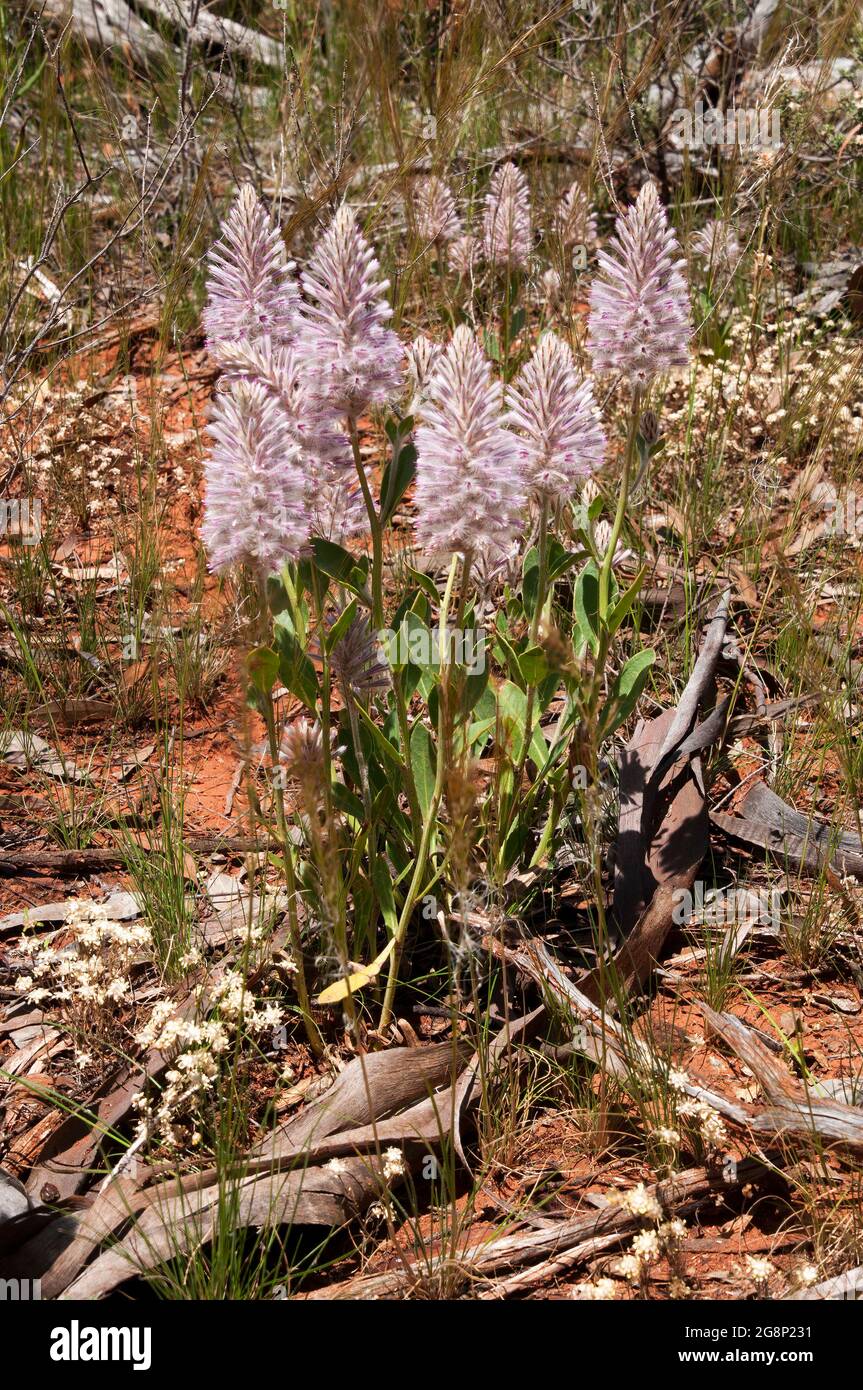 Cobar Australia, blühende rosa Mulla-Mulla im Buschland Stockfoto