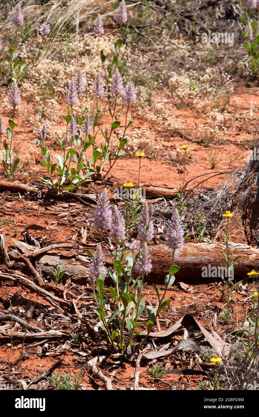 Cobar Australia, blühende rosa Mulla-Mulla im Buschland Stockfoto