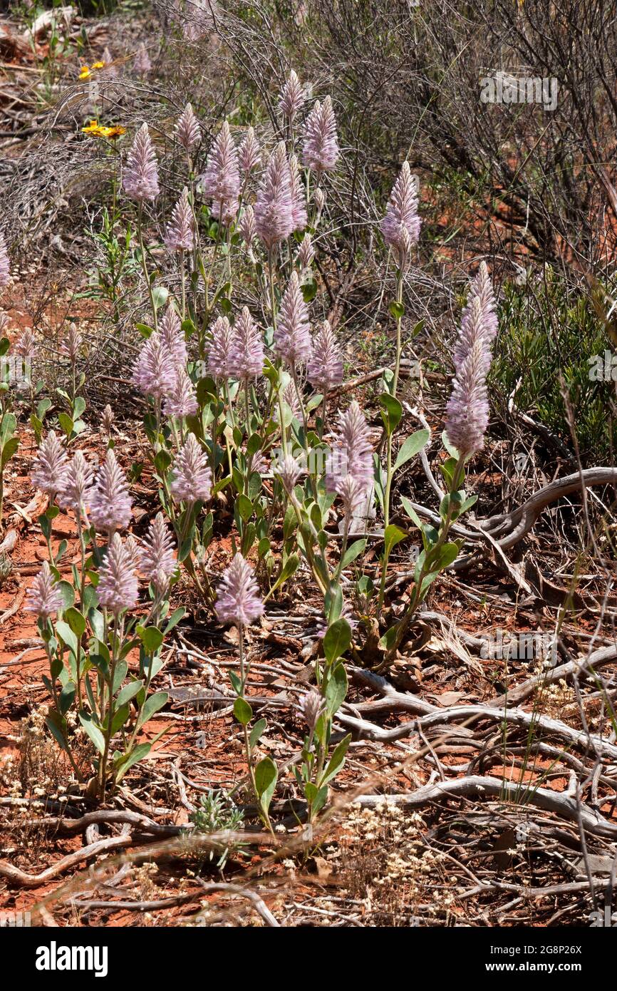 Cobar Australia, blühende rosa Mulla-Mulla-Wildblumen im Buschland  Stockfotografie - Alamy
