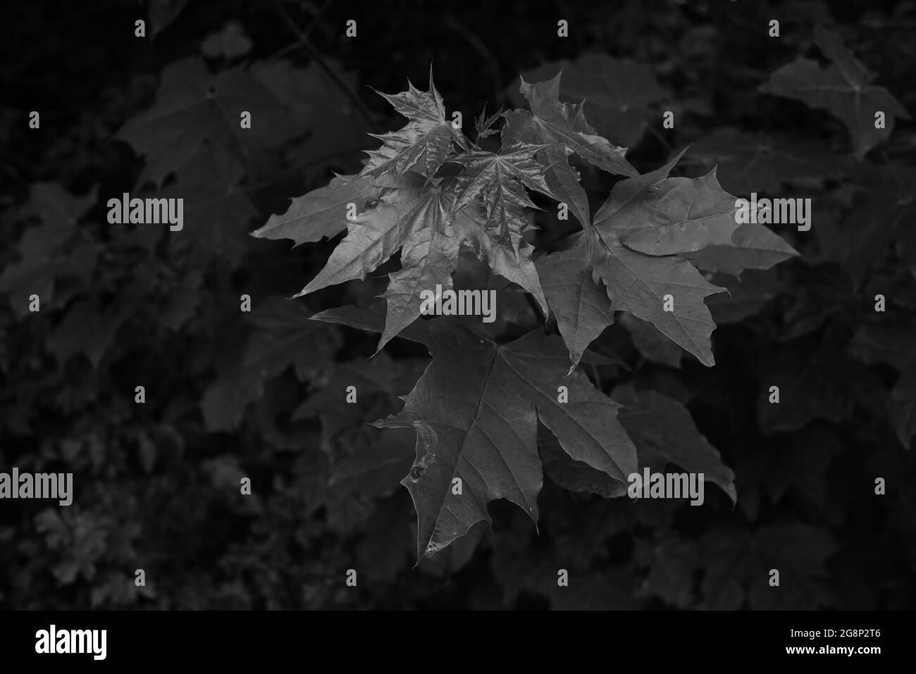 Blätter verschiedener Pflanzen ragen in der reinen Natur während der Sommersaison aus Stockfoto