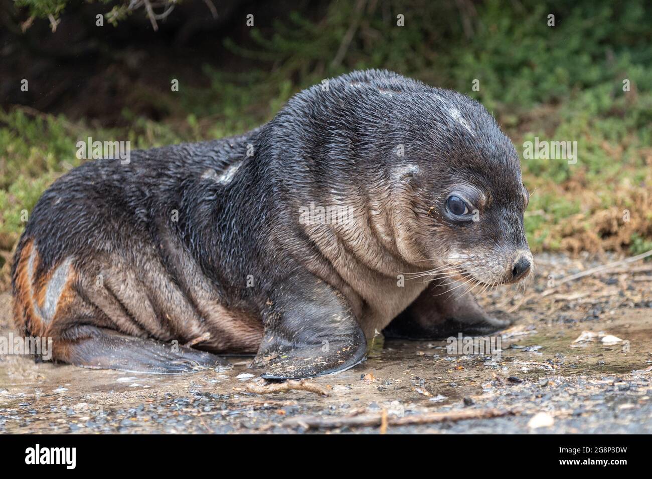 Ein Robbenbabys, der am 11. Mai 2021 in einer Pfütze auf Seal Bay Kangaroo Island South Australia spielt Stockfoto