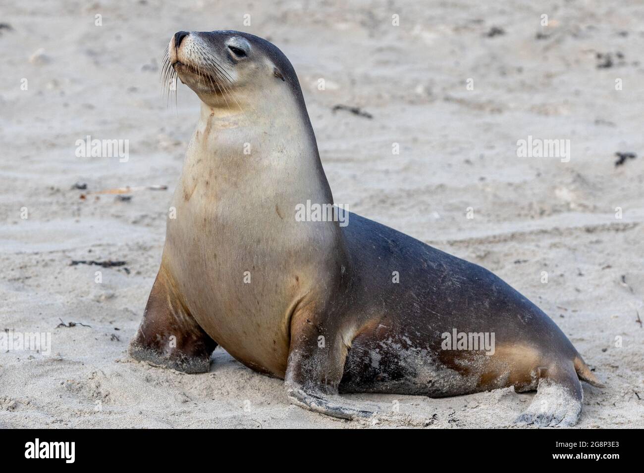 Eine Kuhrobbe, die am 11. Mai 2021 auf Kangaroo Island South Australia auf dem Sand ruht Stockfoto