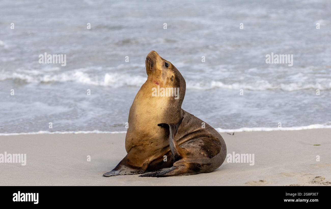 Eine Kuhrobbe, die am 11. Mai 2021 auf Kangaroo Island South Australia auf dem Sand ruht Stockfoto