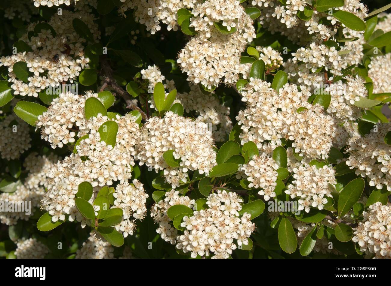 Berrima Australia, Nahaufnahme von weißen Blüten eines Weißdornbaums Stockfoto