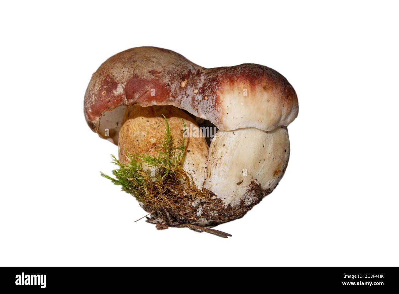 Boletus edulis Pilz und grünes Moos isoliert auf weißem Hintergrund Stockfoto