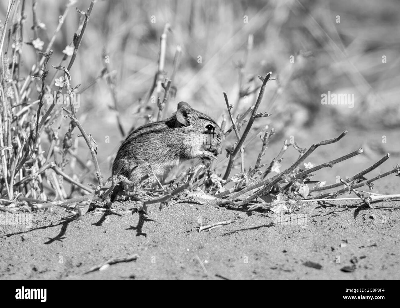Eine gestreifte Maus auf der Nahrungssuche in der Savanne Südafrikas Stockfoto