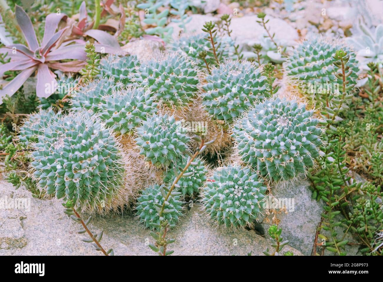Cactaceae Juss, Nahaufnahme. Kaktus wachsen in einem Gewächshaus. Sommerlandschaft. Stockfoto