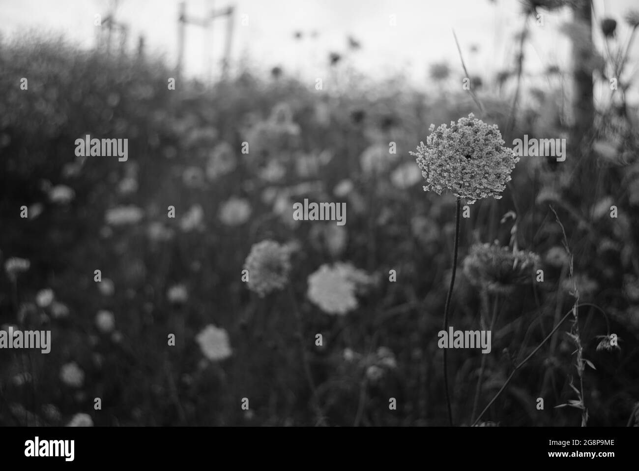 Wandern am späten Abend oder Nachmittag und einige Pflanzen, Blumen, Bäume, Infrastruktur, typisch deutsch Stockfoto