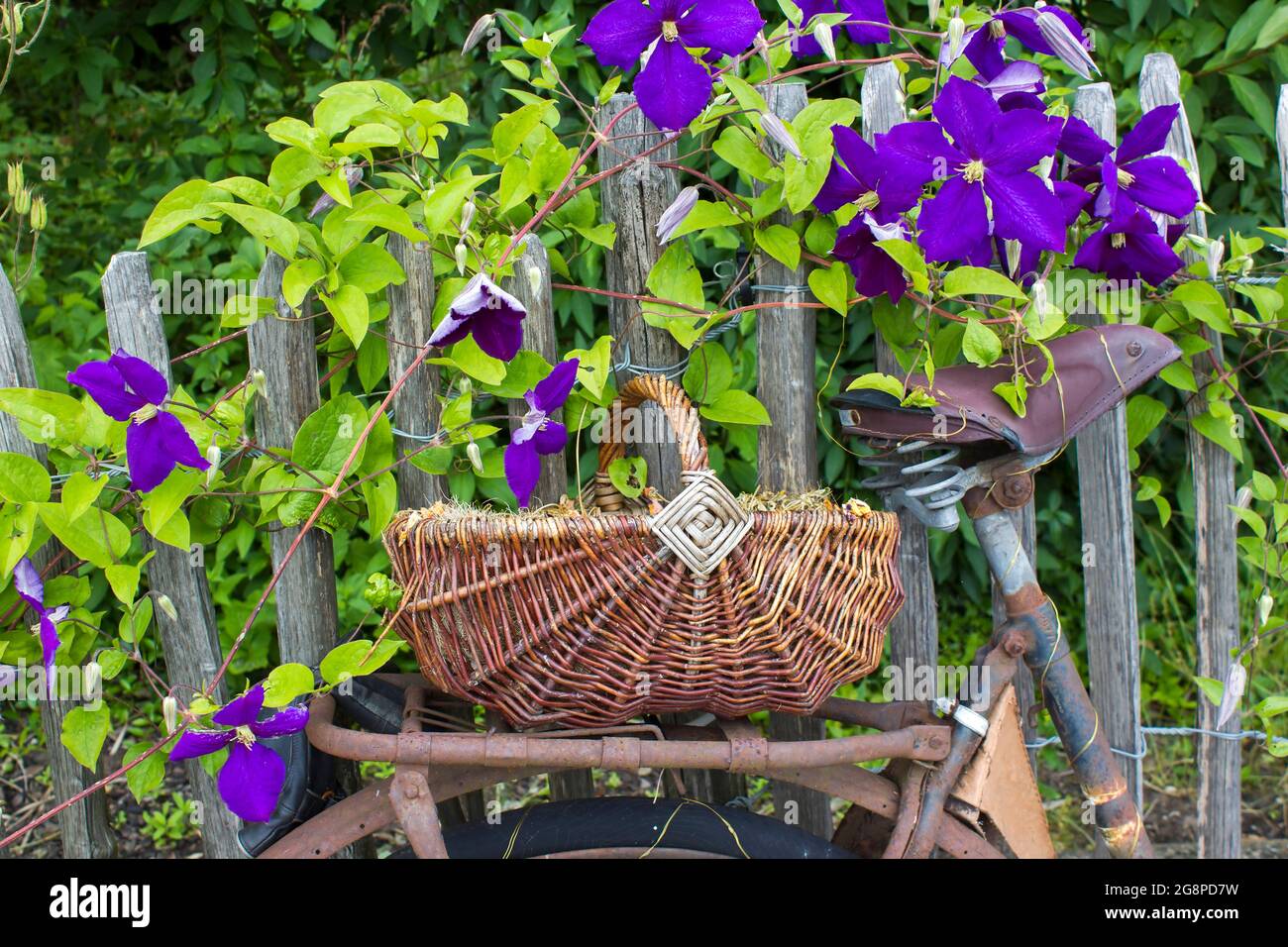 Altes Oldtimer-Fahrrad mit Korb auf einem Holzzaun Stockfoto