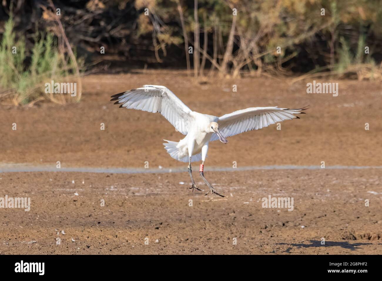 Ein junges Exemplar eines eurasischen Löffels (Platalea leucorodia) auf dem Flug zur Landung im Naturgebiet Marismas de Odiel, Huelva, Andalusien, Spanien Stockfoto