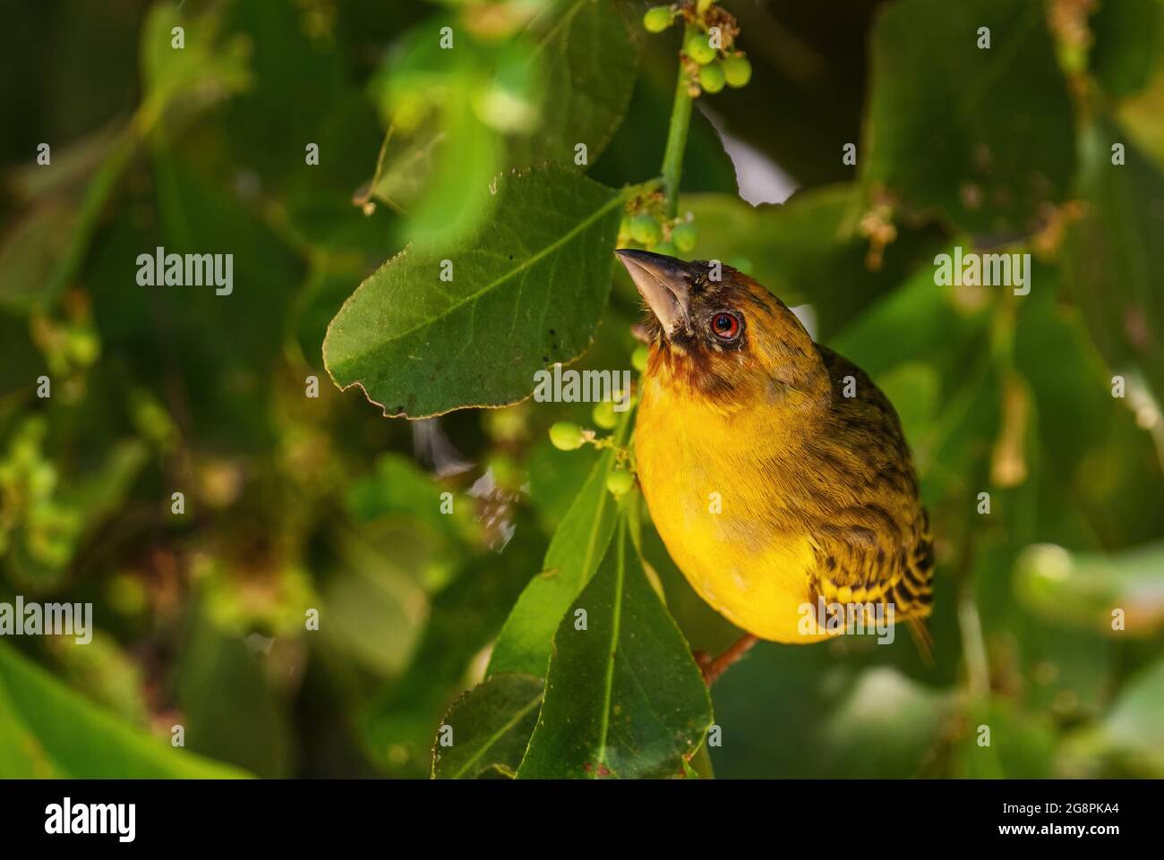 Vitelline Maskenweber - Ploceus vitellinus, schöner gelber Sitzvogel aus afrikanischen Wäldern und Gärten, See Ziway, Äthiopien. Stockfoto
