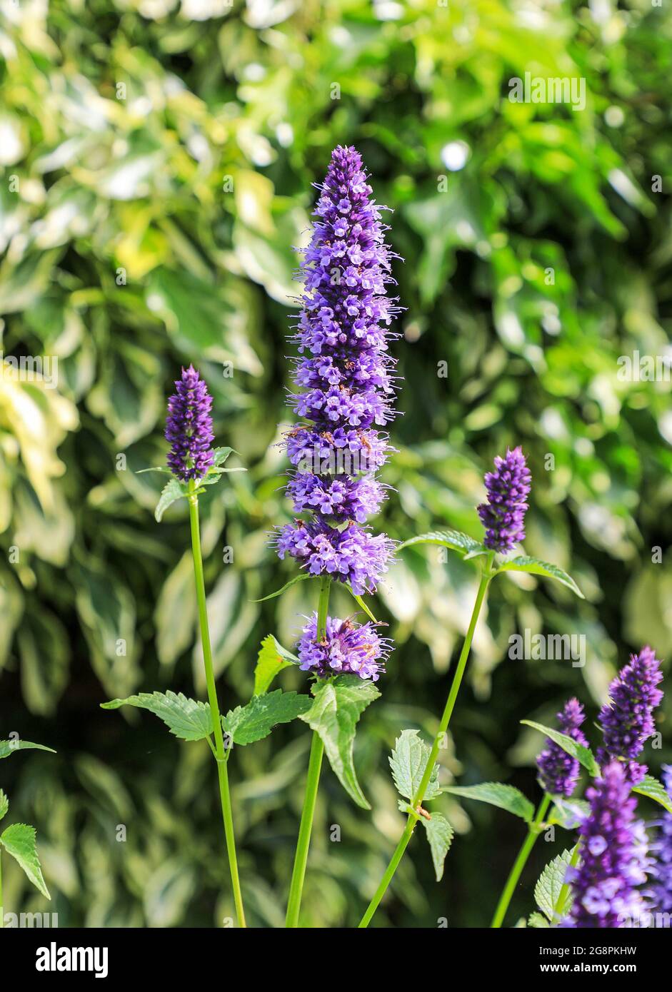 Ein violetter Blütenstachel aus Anishysop (Agastache foeniculum), England, Großbritannien Stockfoto