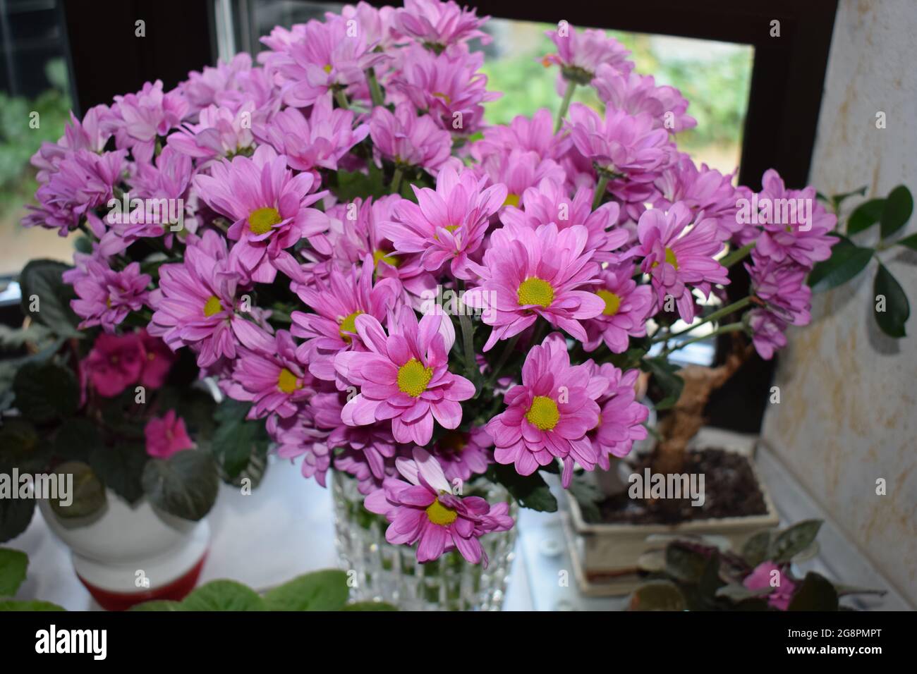 lila Chrysanthemen Stockfoto