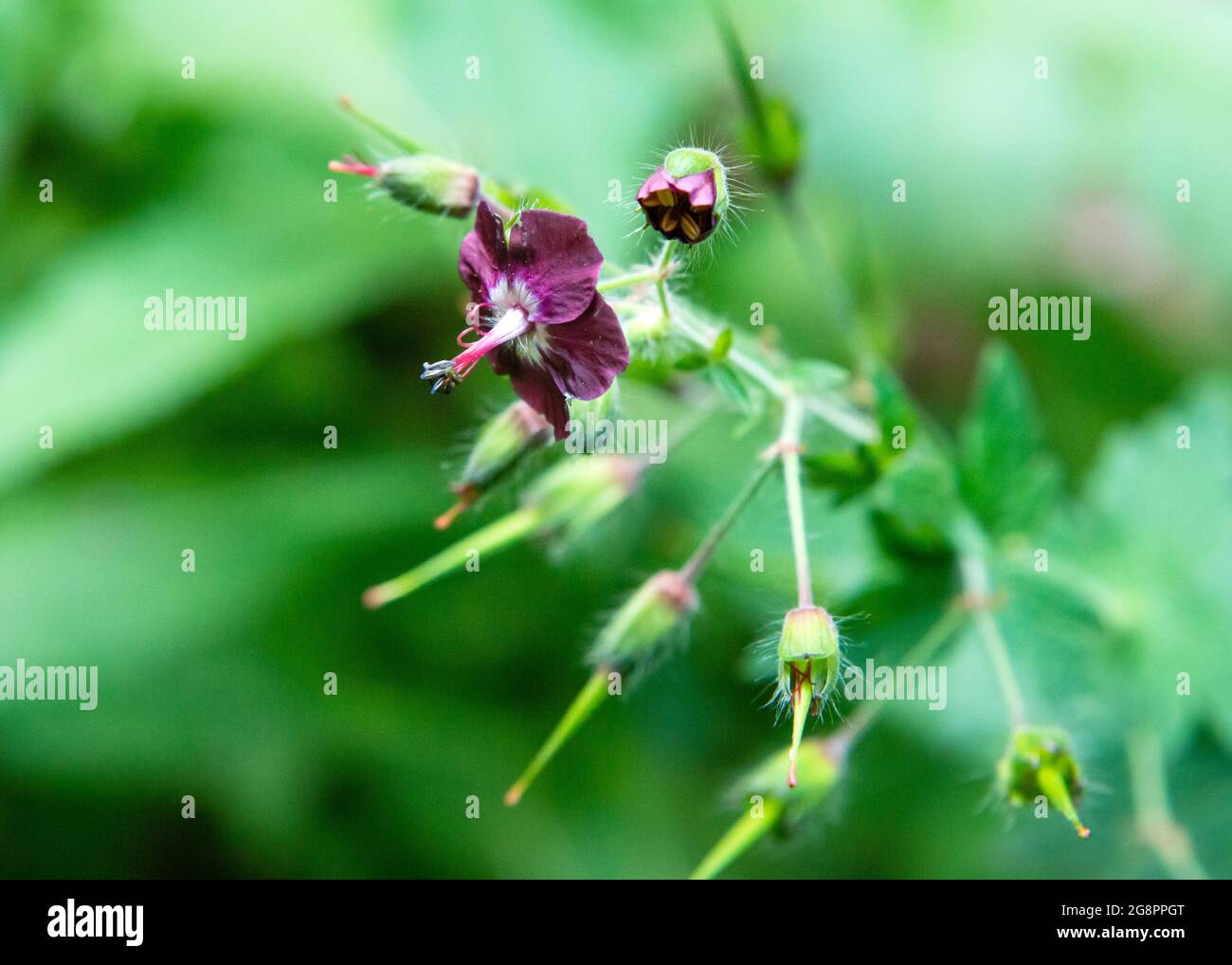 Junge Triebe von Geranium-Phaeum oder Dusky-Kranichschnabel oder trauernde Witwe in natürlichem Lebensraum, Rila Nature Reserve National Park, Rila Mountain, Bulgarien Stockfoto