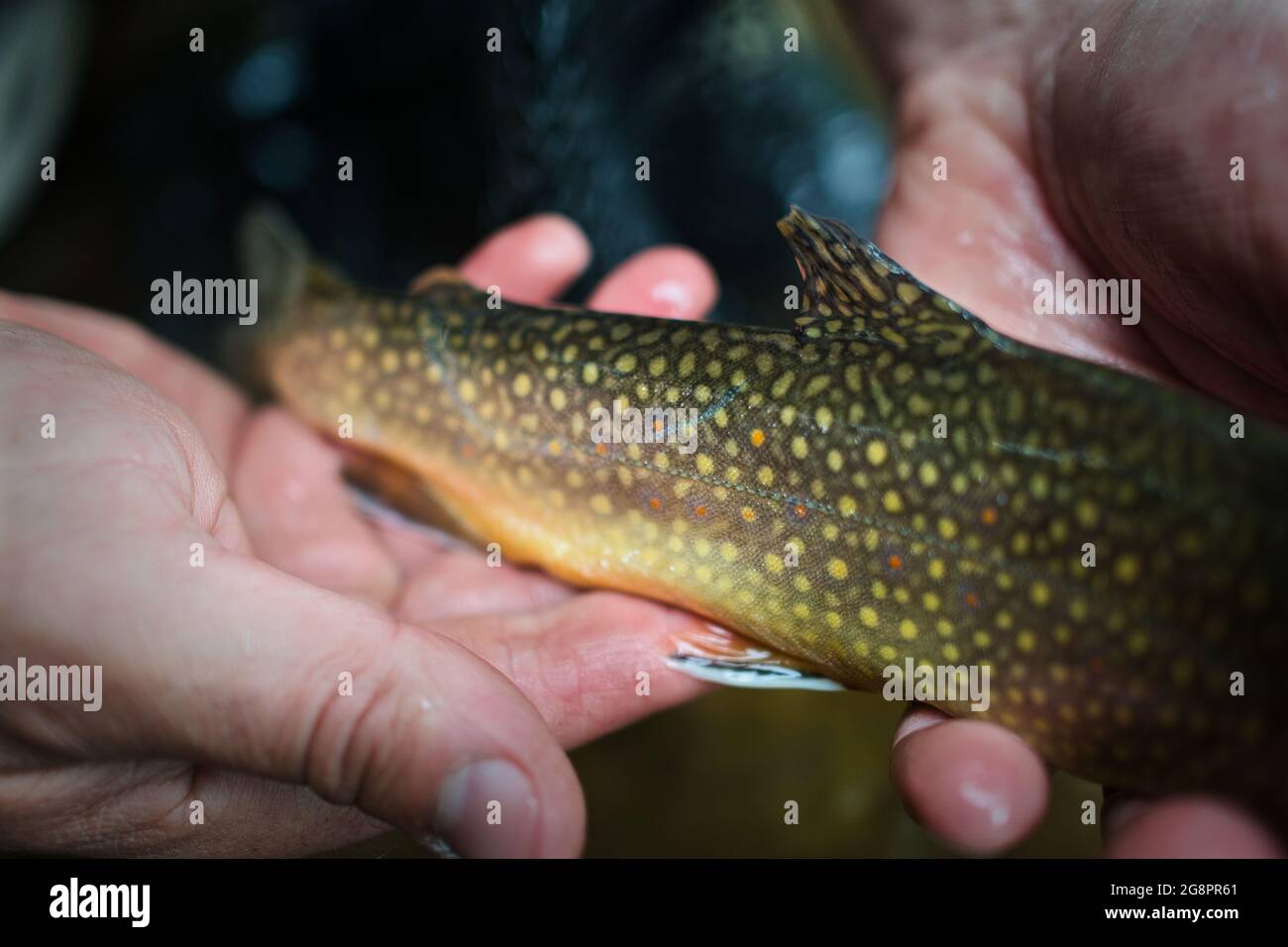 Halten einer Brook Forelle: Gefangen Fliegenfischen, bald veröffentlicht werden! Stockfoto