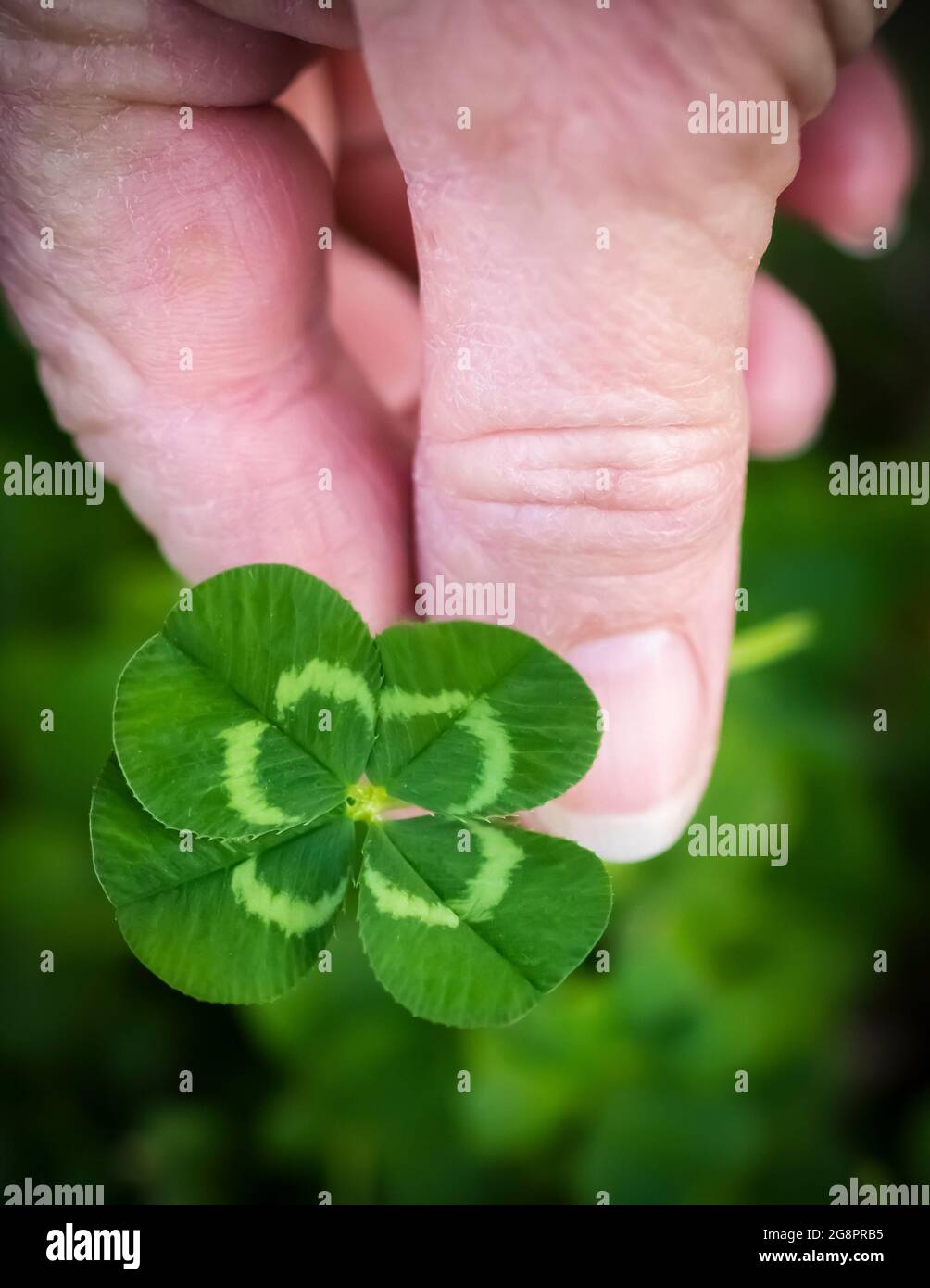 Ein vierblättriger Kleeblatt, trifolium repens frisch gepflückt und in den Fingern der Frau gehalten, Porträt Stockfoto