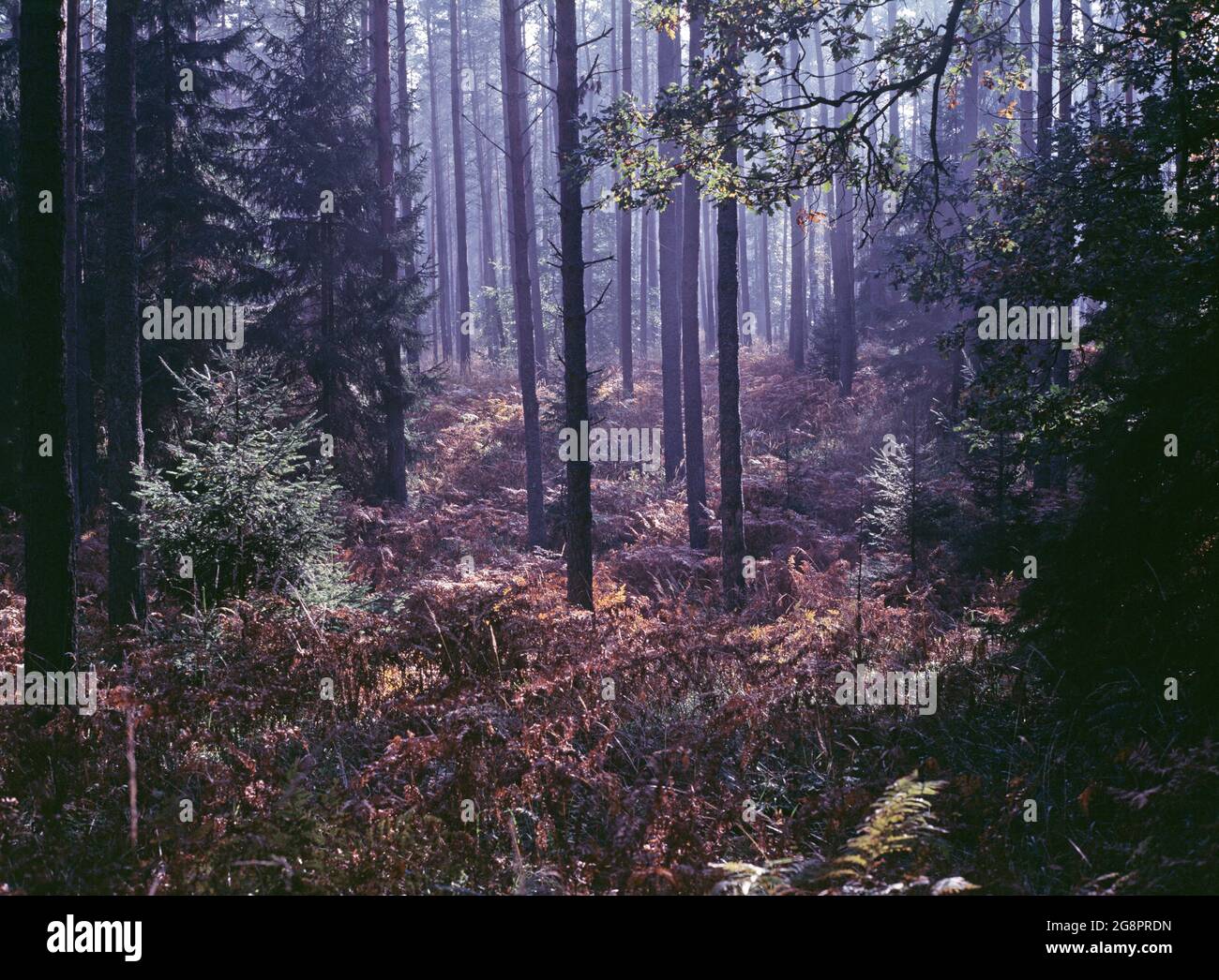 Polen. Sonnenlicht im Wald. Stockfoto