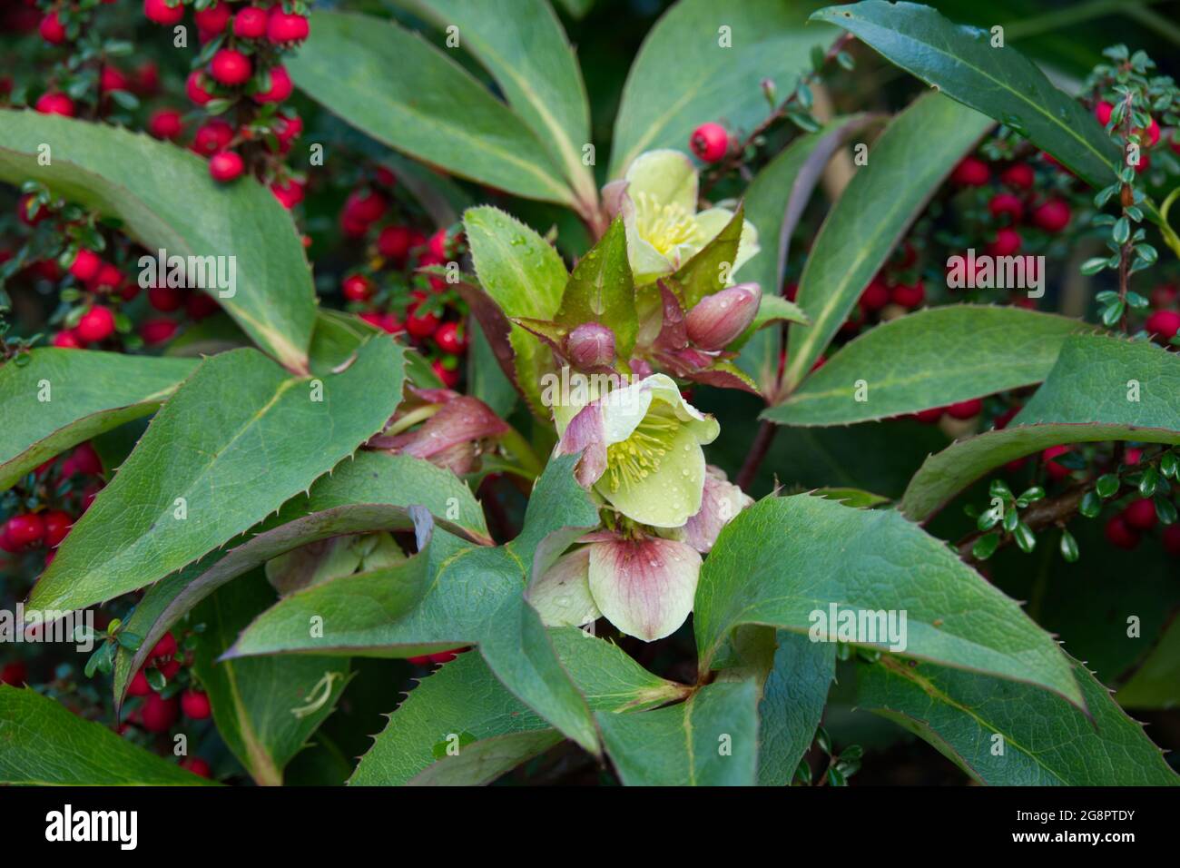 Winterblumen Hellebore (Helleborus sternii) gegen rote Beeren von Cotoneaster horizontalis Februar UK Stockfoto