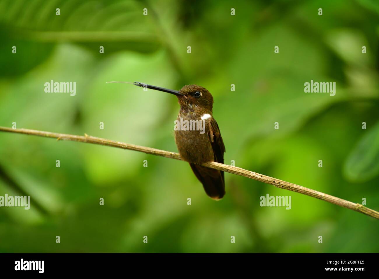Brauner Inka-Kolibri (Coeligena wilsoni), der auf einem Ast thront. Es wird vom westlichen Kolumbien bis zum südlichen Ecuador gefunden. Stockfoto