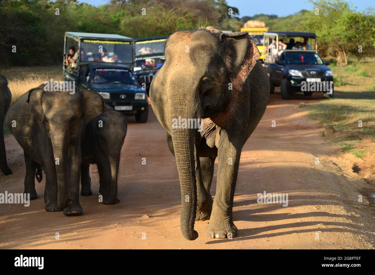 Viele Touristen in Safari-Jeeps schauen auf eine Elefantenherde, die die Straße im Yala National Park, Sri Lanka überquert Stockfoto