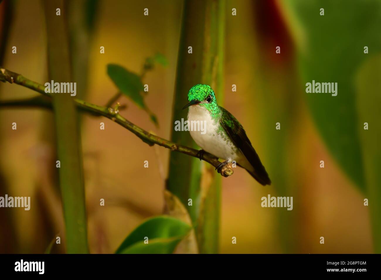 Der Andensmaragd (Uranomitra franciae) ist eine Kolibri-Art, die in den Anden von Kolumbien, Ecuador und Peru beheimatet ist Stockfoto