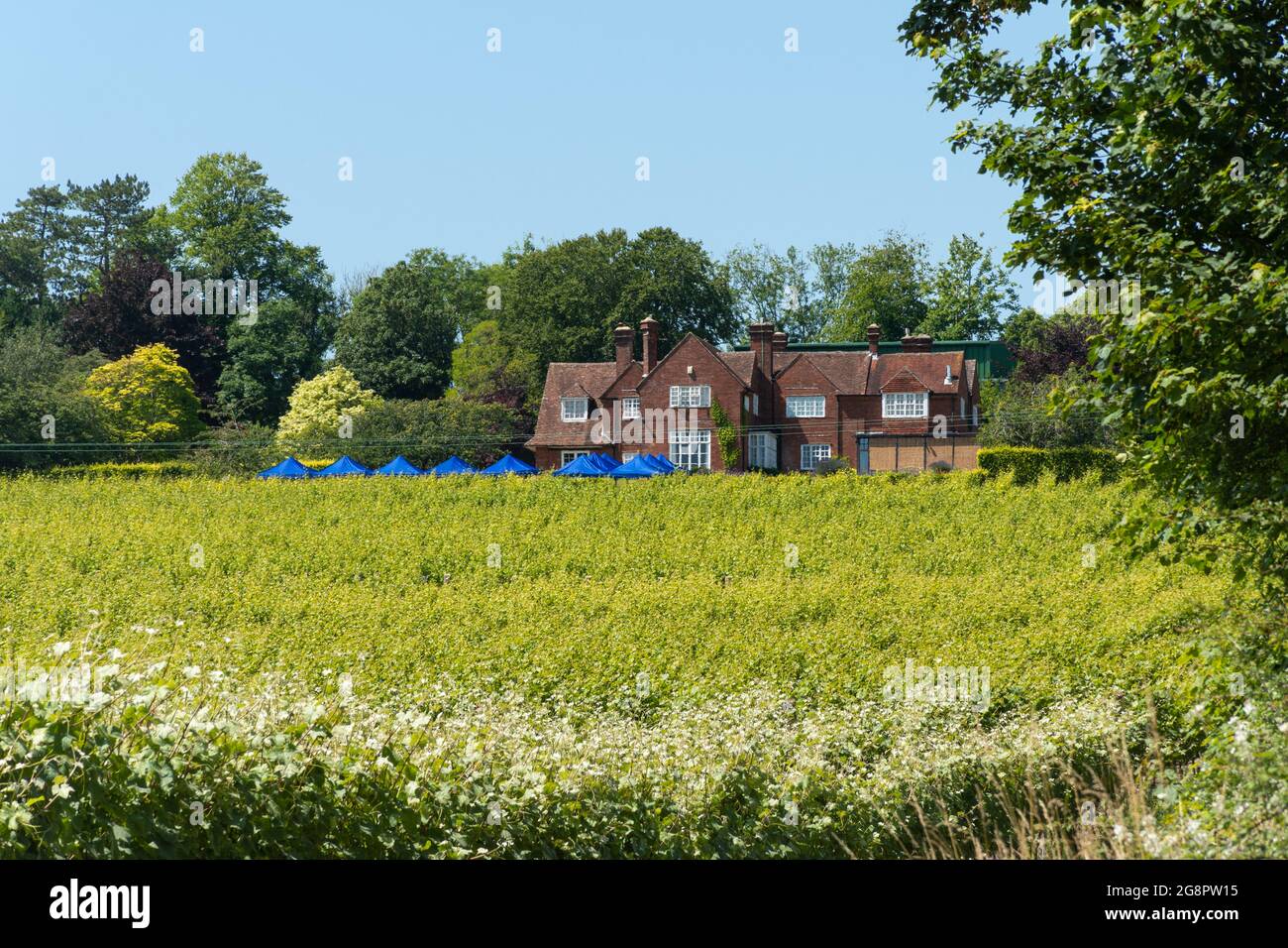 Hambledon Vineyard, Sommeransicht, Hampshire, England, Großbritannien Stockfoto