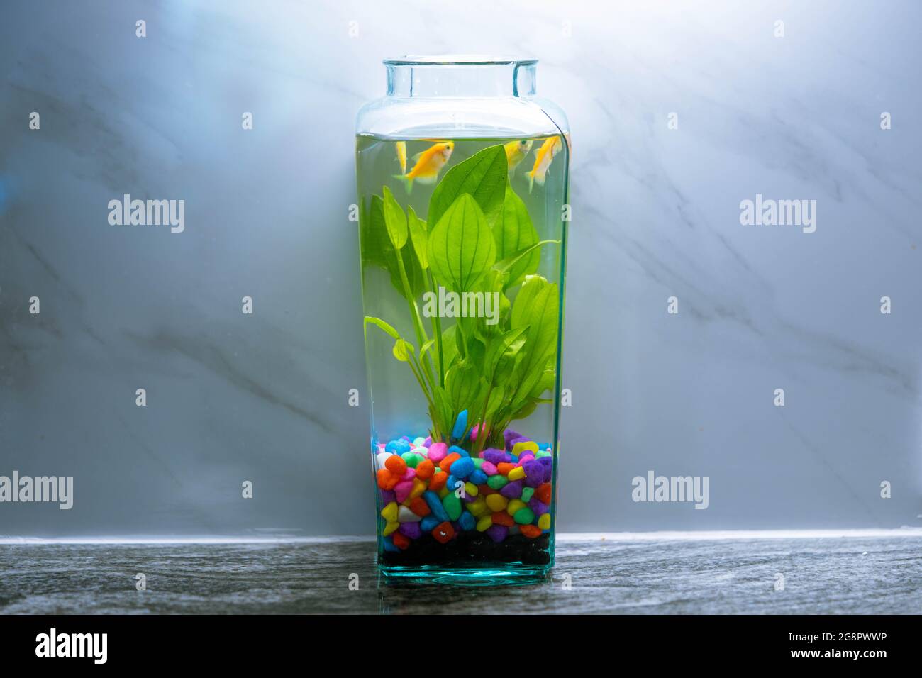 Hobby Fische aufziehen oder Fische im Fischbold mit Wasserpflanzen mit buntem Kies gefüttert. Stockfoto