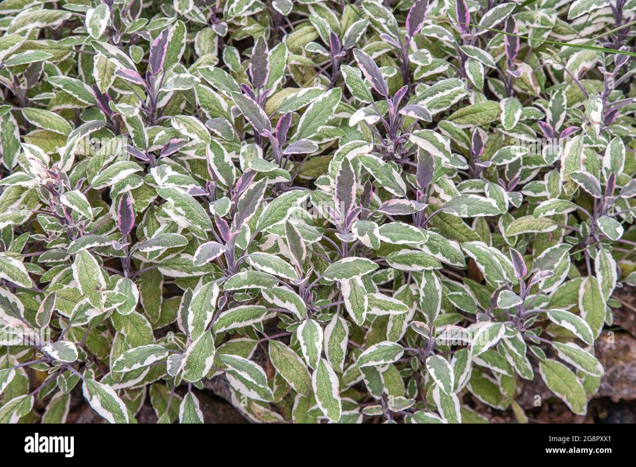 Salbei 'Tricolor' Salvia officinalis Tricolor eine attraktive Sorte von Gartensalbei mit cremefarbenen Blättern, die bei jungem Wachstum mit Rosen gespült wurden Stockfoto