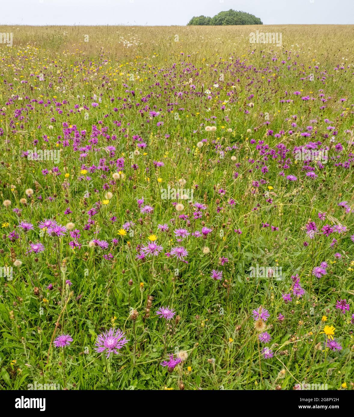 Artenreiche Blumenwiese am Ashton Court in der Nähe von Bristol UK mit Betony Greater Knapweed Oxeye Daisy Yellow Rattle Hawkbit und anderen Stockfoto