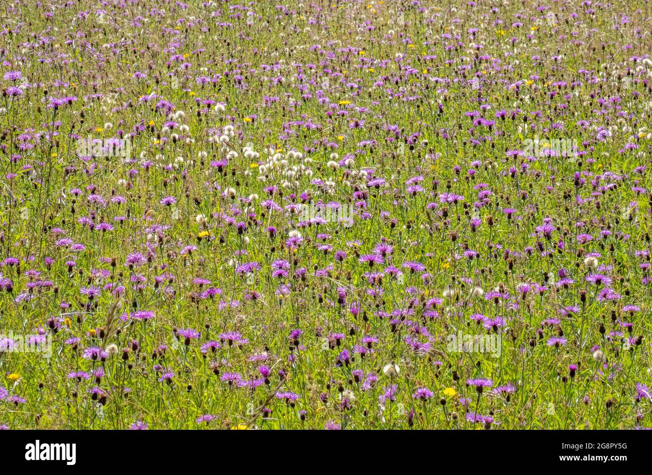 Wildblumenwiese im Sommer dominiert von Greater Knapweed Centaurea scabiosa und Hawkbit- Somerset UK Stockfoto