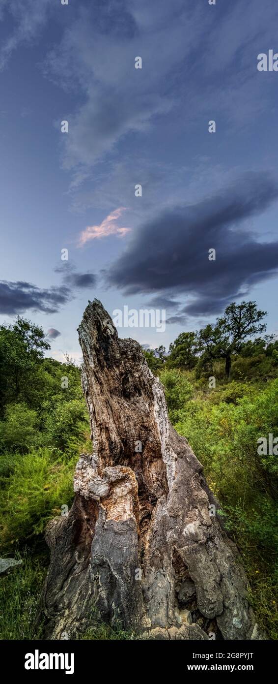 Maiseichenbaum unter dem Himmel für Textraum Stockfoto