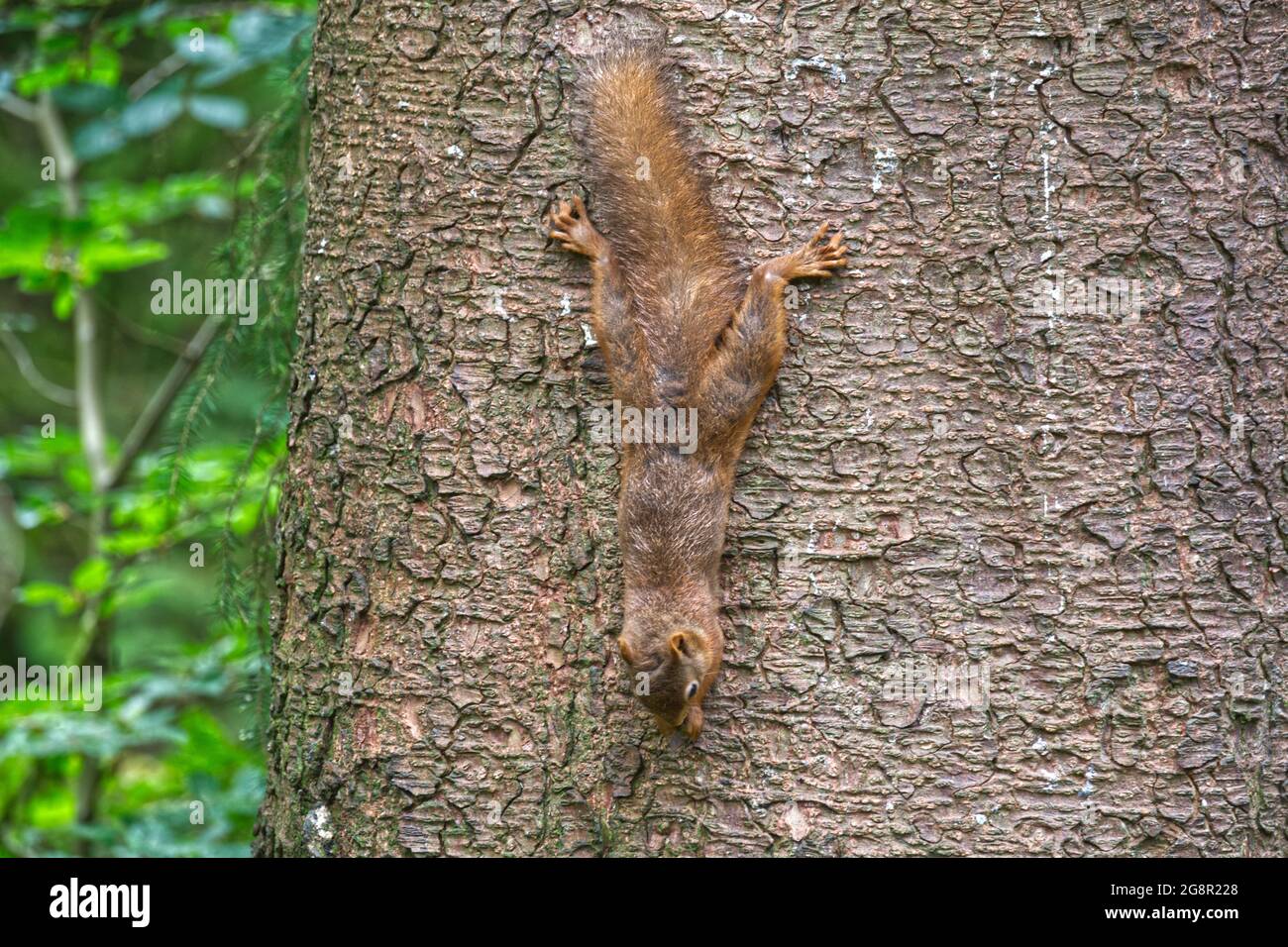 Eichhörnchen Stockfoto