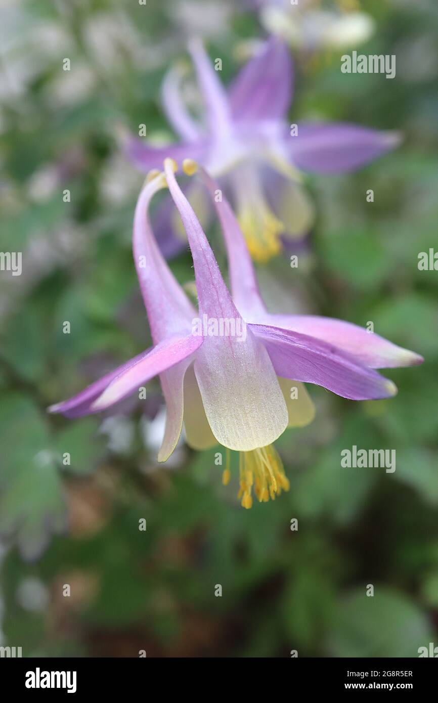 Aquilegia laramiensis Laramie columbine – cremefarbene und violette Rosenblüten mit mittelgroßen Hakenspornen, Mai, England, Großbritannien Stockfoto