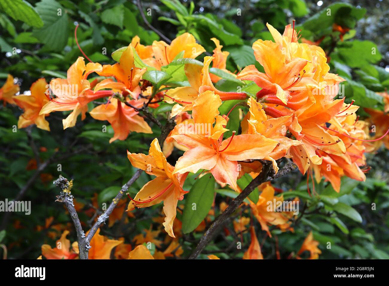 Azalea ‘Gibraltar’ Rhododendron Gibraltar – orangefarbene Blüten mit gelbem Streulicht, Mai, England, Großbritannien Stockfoto