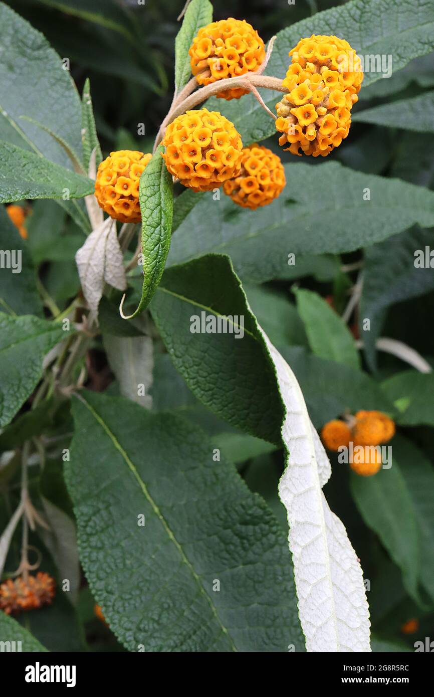 Buddleja globosa orange Ball Tree – nach Orangenhonig duftende globose Flower Heads, Mai, England, Großbritannien Stockfoto