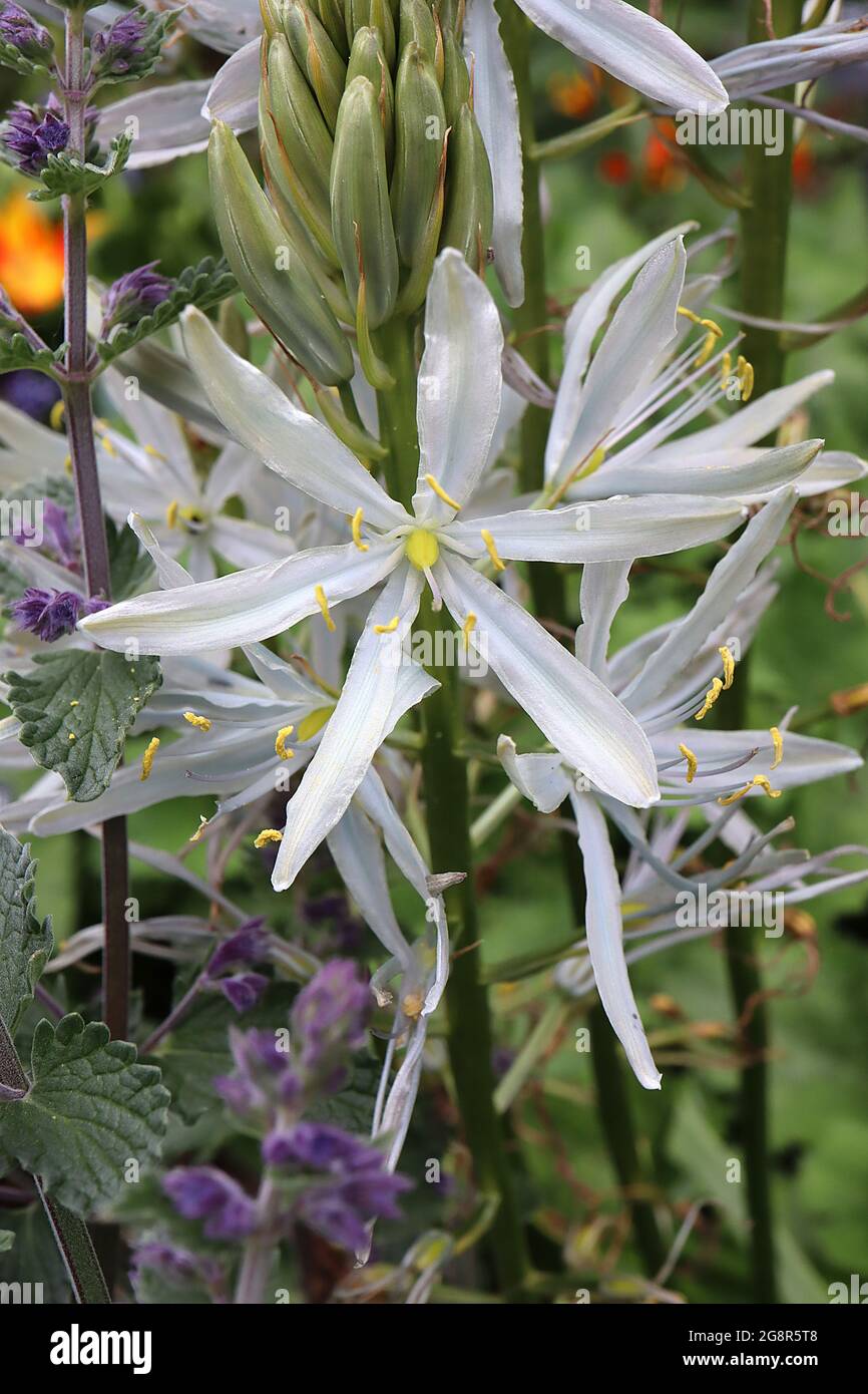 Camassia cusickii Cussicks Camas – große sternförmige hellblaue Blüten an Blütenspitzen, Mai, England, Großbritannien Stockfoto