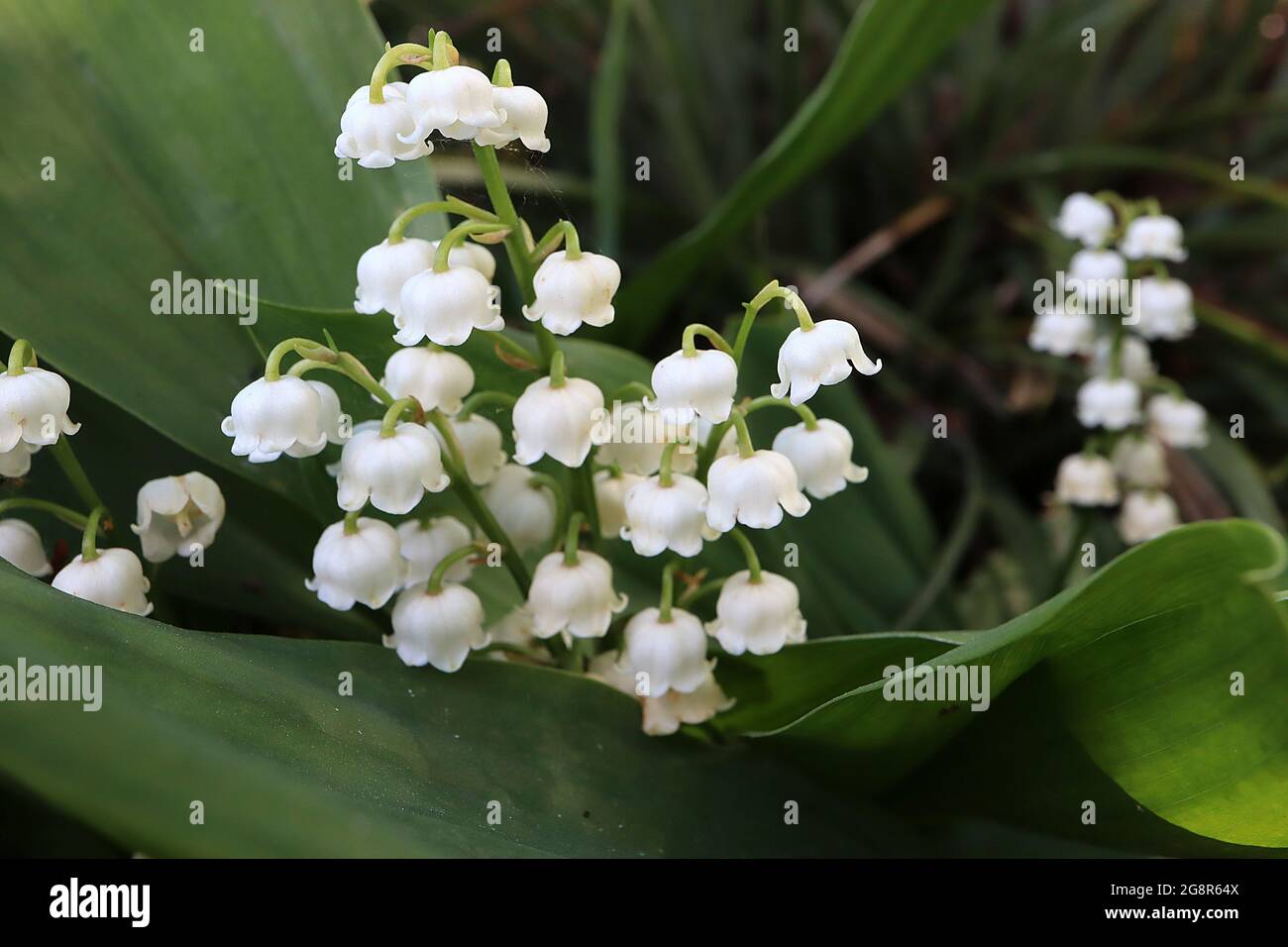 Convallaris majalis Maiglöckchen – weiße glockenförmige, hängende Blüten mit sehr breiten elliptischen Blättern, Mai, England, Großbritannien Stockfoto