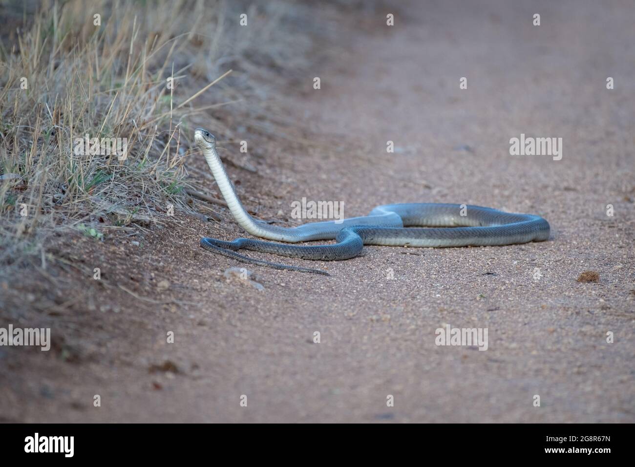 Schwarze Mamba, Dendroaspis polylepis, auf der Straße gewickelt Stockfoto