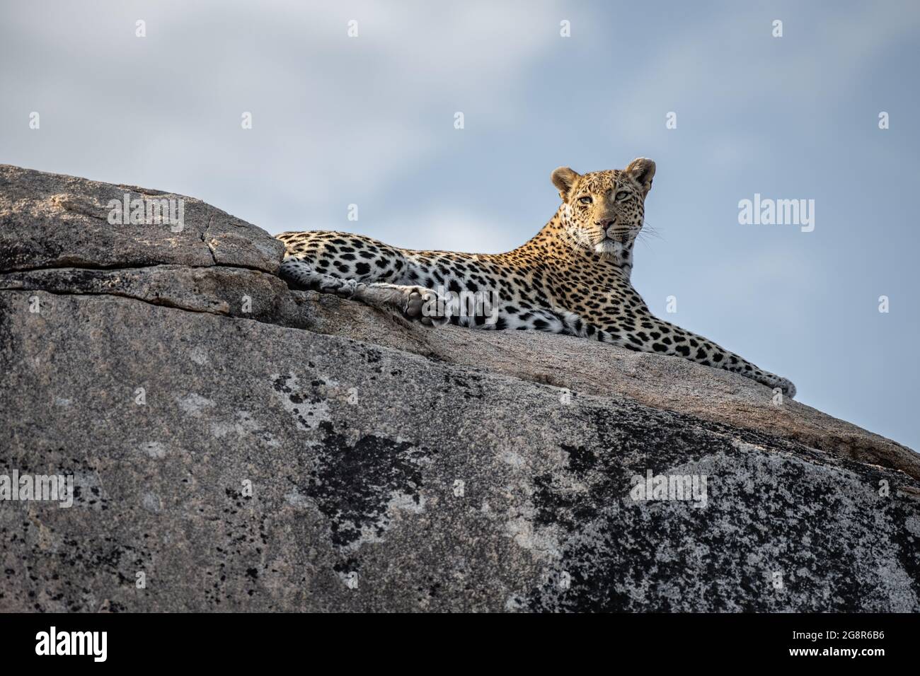 Ein Leopard, Panthera pardus, liegt auf einem Felsbrocken und blickt aus dem Rahmen, blauer Himmel Hintergrund Stockfoto