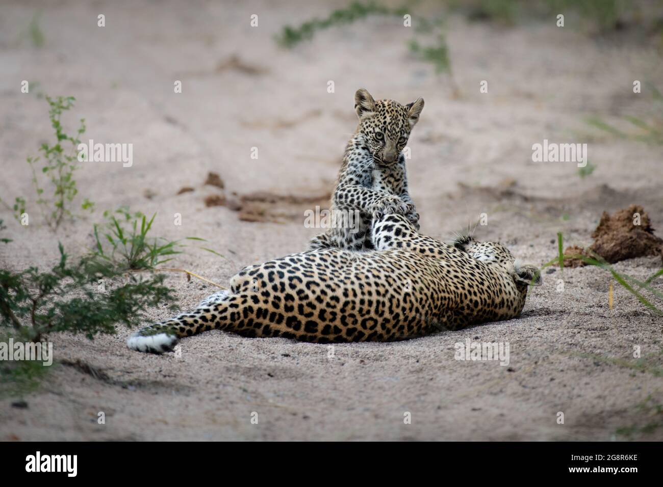 Ein Leopard und ihr Junge, Panthera pardus, spielen im Sand zusammen Stockfoto