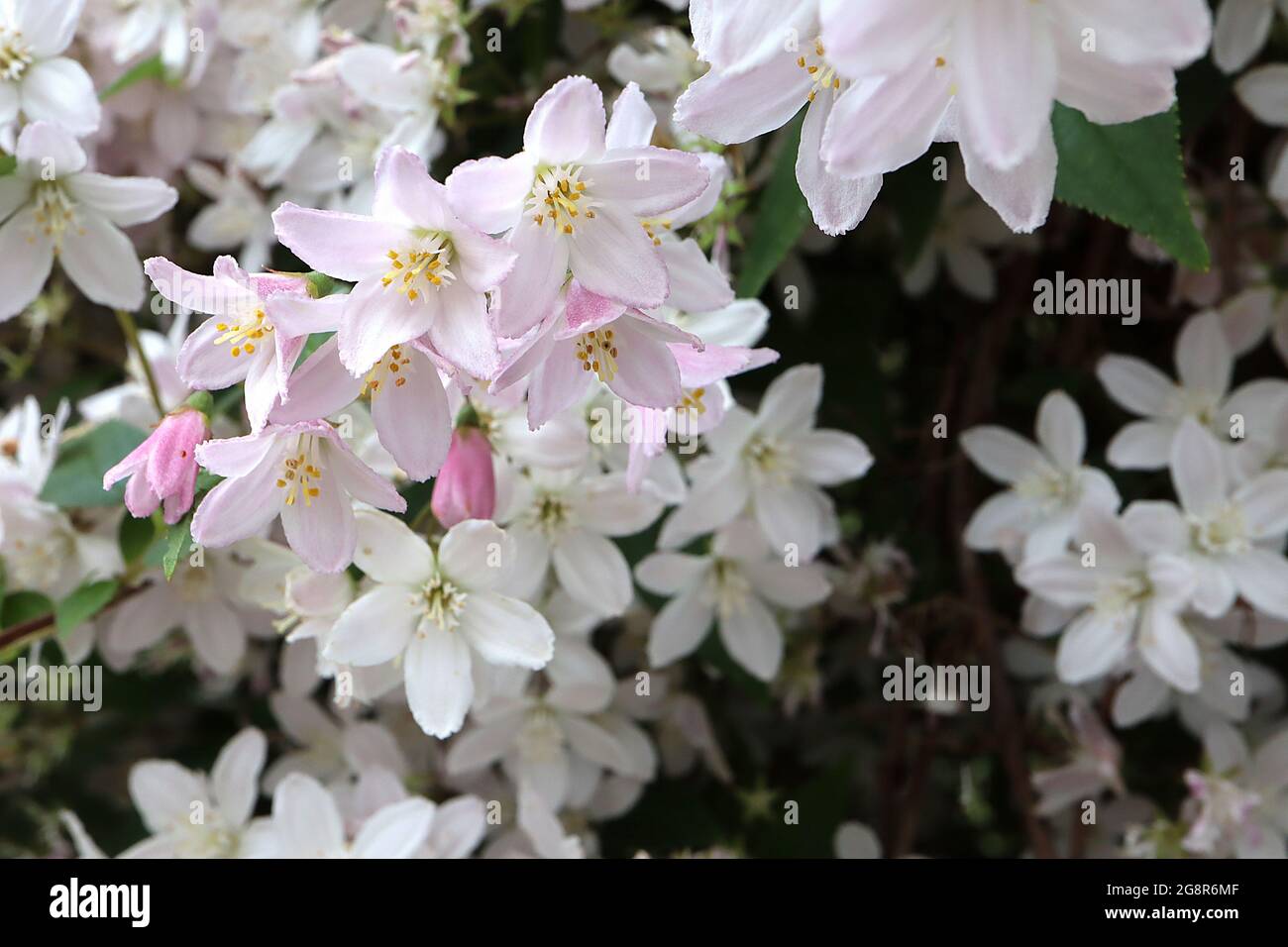 Deutzia x rosea ‘Rosealind’ Deutzia Rosealind – weiße sternförmige Blüten, pink mit Rüschen, Mai, England, Großbritannien Stockfoto